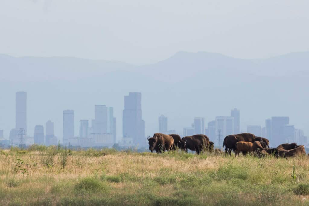 Bison at Rocky Mountain Arsenal Wildlife Preserve in front of the Denver skyline