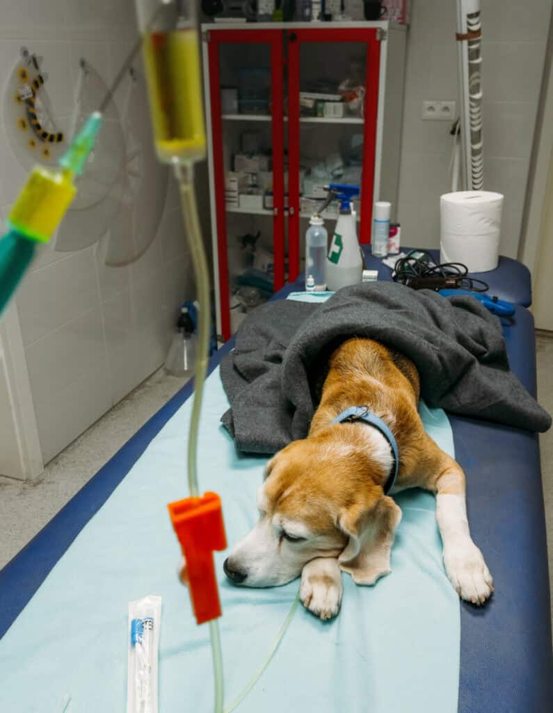 Beagle dog receiving IV treatment for marijuana toxicity