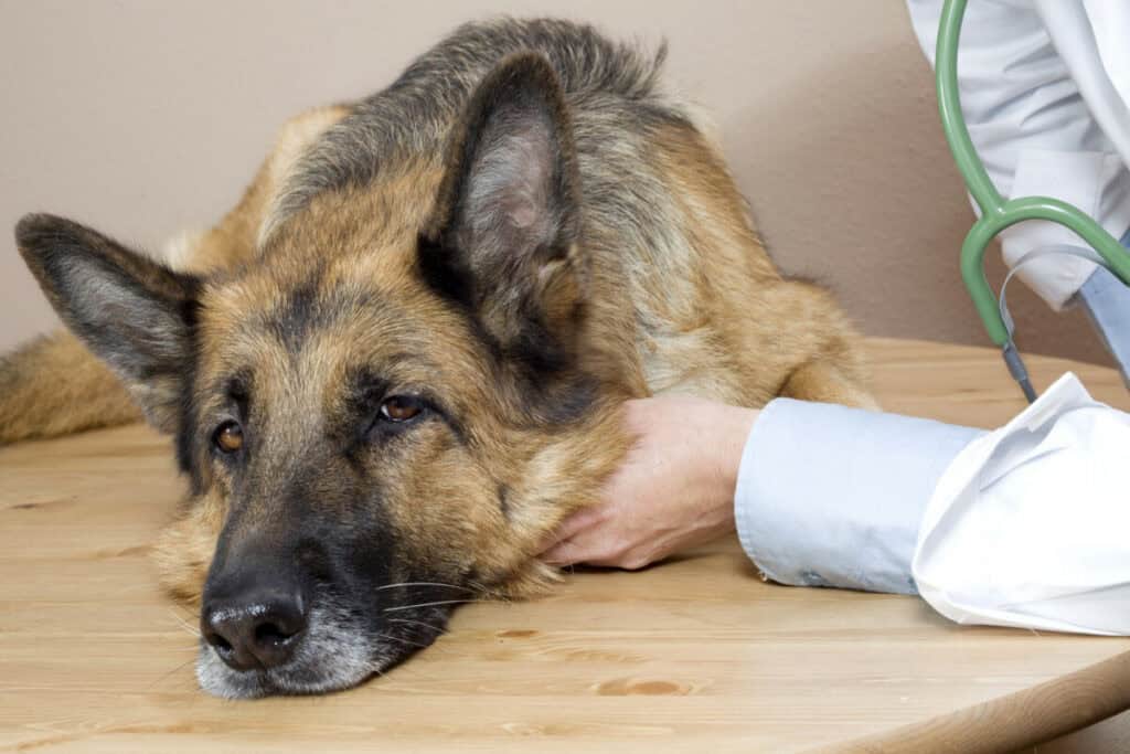 Dog suffering from THC poisoning