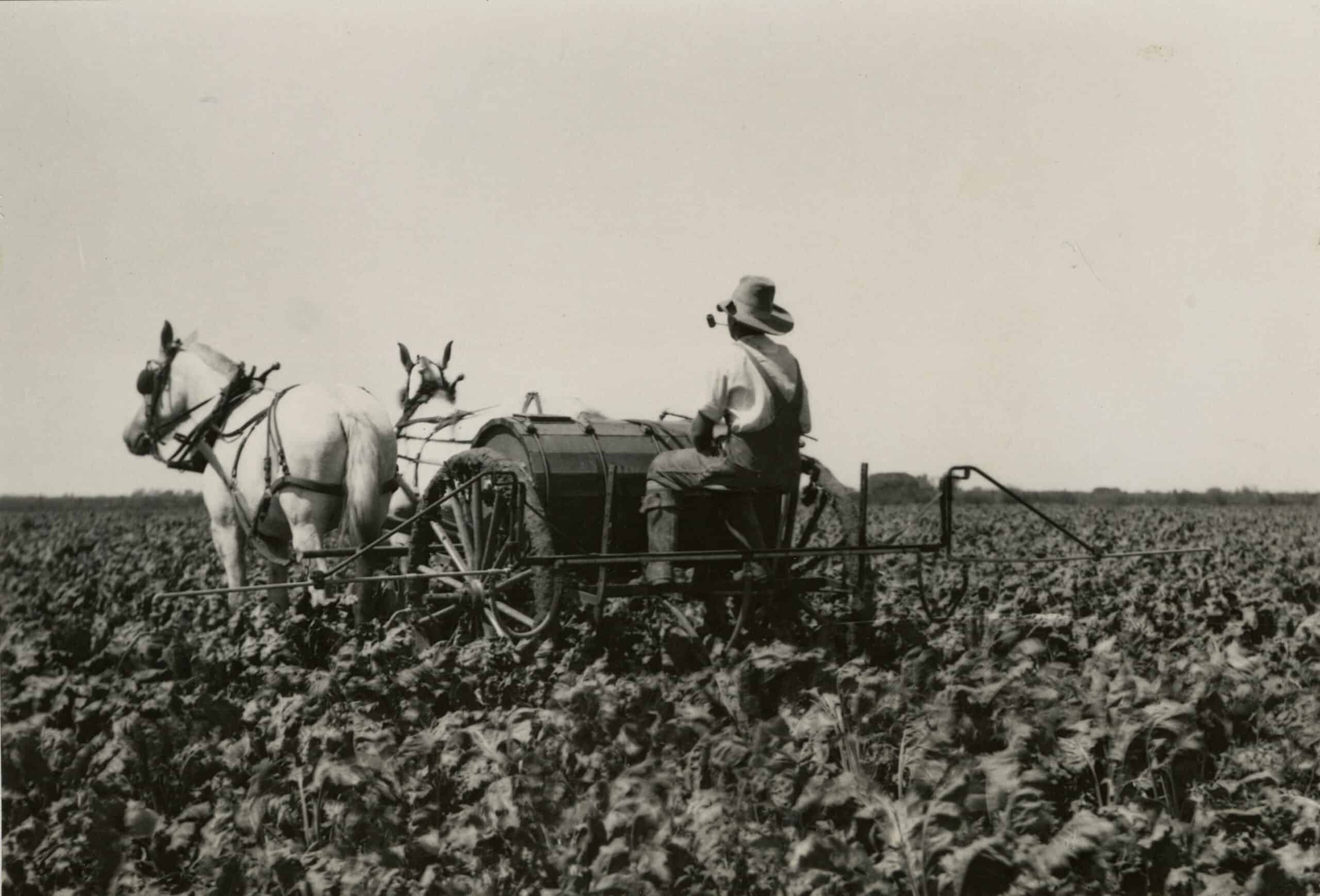 Man farming sugar beets in 20th Century Longmont, CO