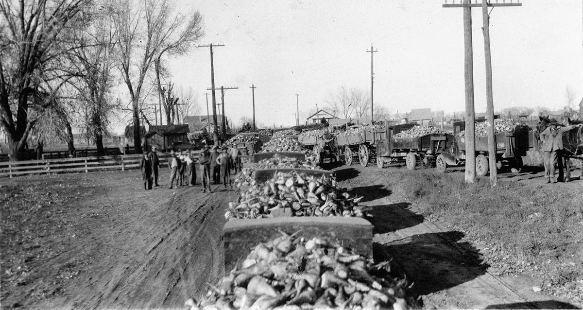 Longmont's History of Sugar Beet Production