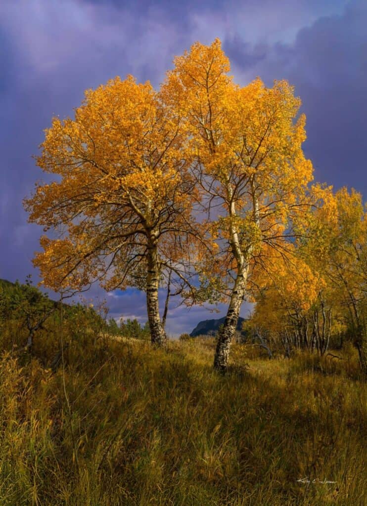 rocky mountain national park aspens by Kelly Jones