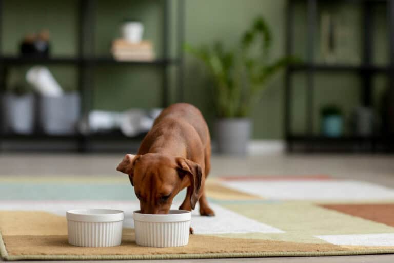What to Do if Your Dog Ate Marijuana