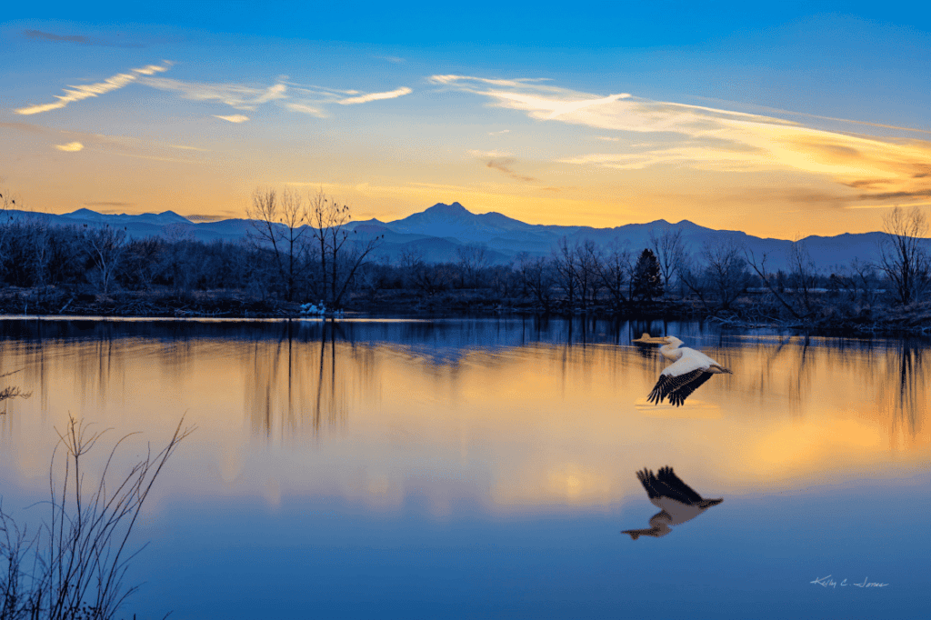 Longmont Golden Ponds geese with Longs Peak in the background, by Kelly Jones