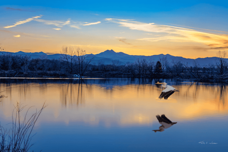 Longmont Golden Ponds geese with Longs Peak in the background, by Kelly Jones