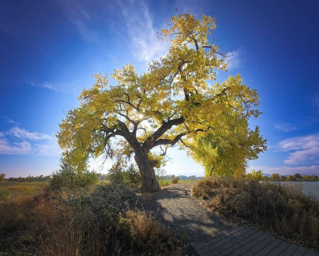 Longmont cottonwood on the greenway by Kelly Jones