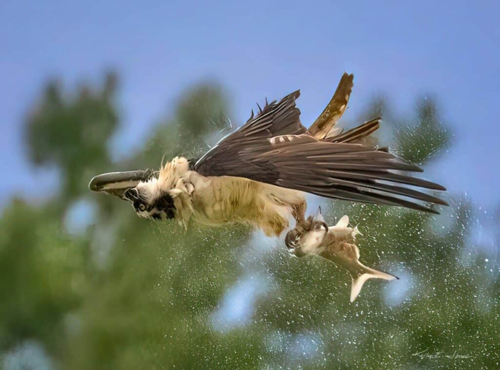 Osprey shaking off water, Colorado photographer Kelly Jones