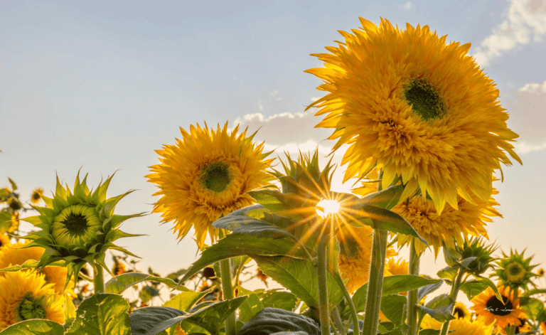 sunflowers in a field by Longmont photographer Kelly Jones