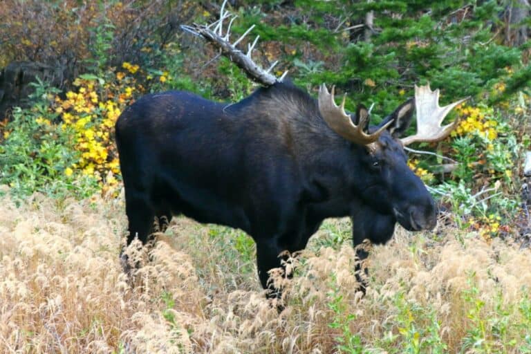 Are there moose in Colorado - Large bull moose photographed in the Colorado Rocky Mountains