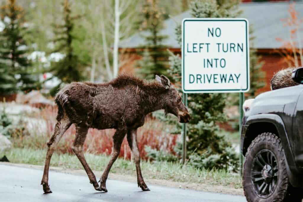 Baby Moose Crossing a Road in Colorado - Moose Habitat Urban Overlap