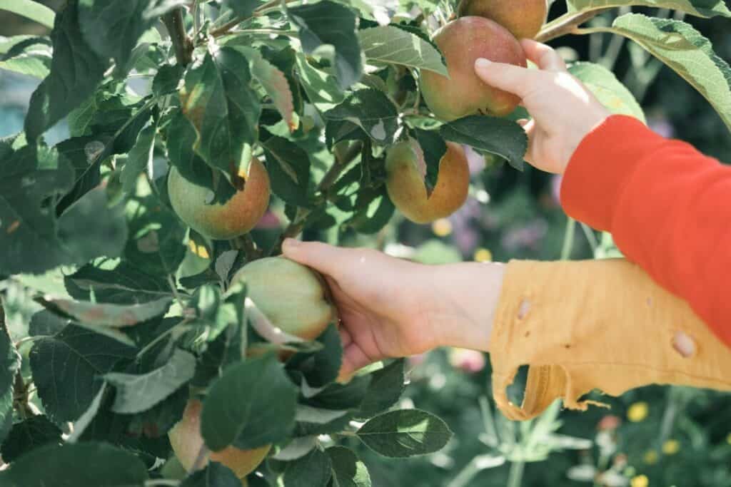 Apple Picking Near Longmont, Denver, Boulder - Longmont Ledger