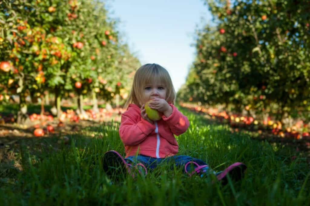 Best Orchards for Apple Picking in Colorado - Longmont Ledger