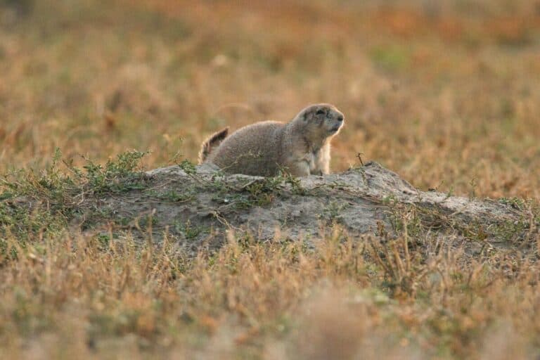 Do prairie dogs carry the plague in Colorado - Prevention & Spread of Sylvatic Plague in Colorado - Longmont Ledger