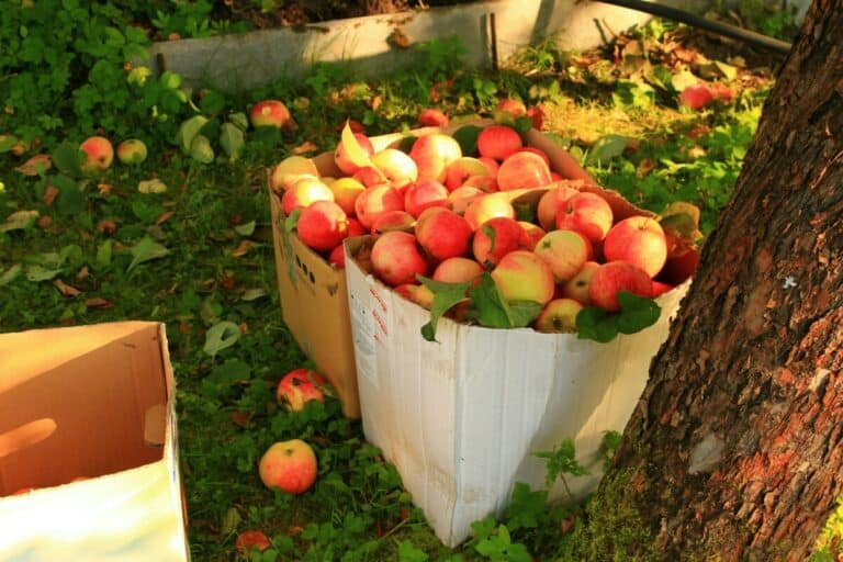 Farms for Apple Picking in Colorado - Colorado Apple Picking Season - Longmont Ledger