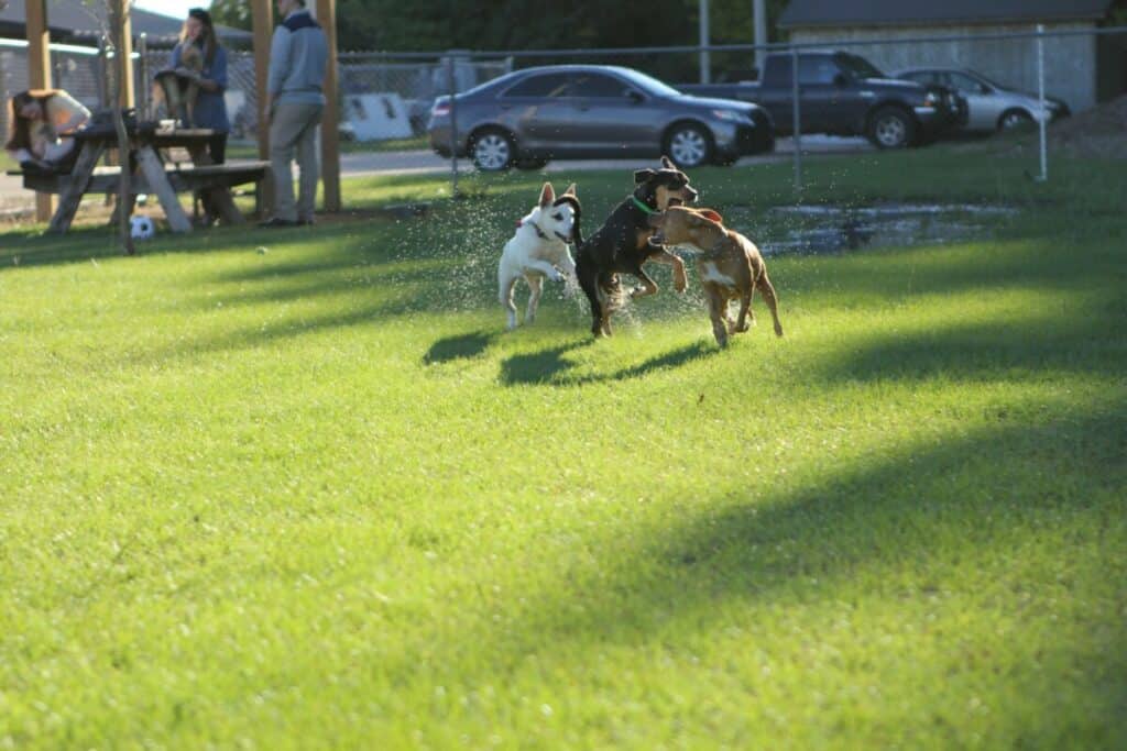 Best Longmont Dog Parks - Offleash Dog Parks in Longmont, Colorado - Longmont Ledger