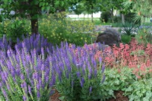 Best Xeriscape Plants for Colorado - How to Plant a Xeriscape Garden in Longmont - Longmont Ledger