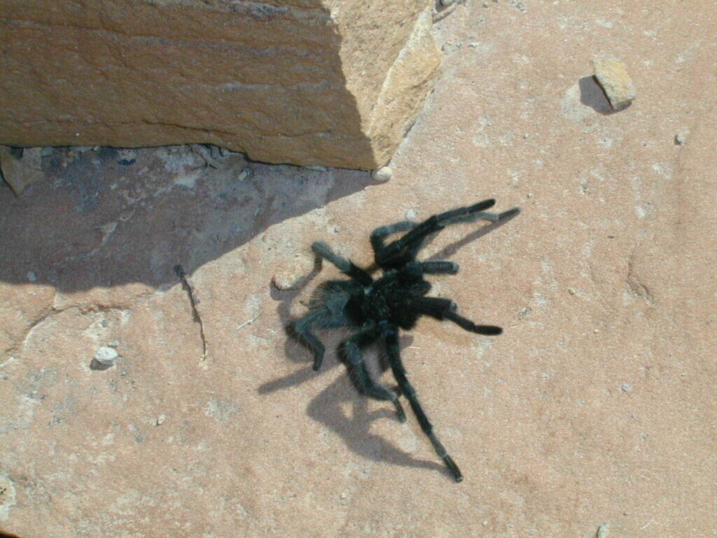 Colorado Tarantula Migration - When is the Colorado Tarantula Migration - Longmont Ledger