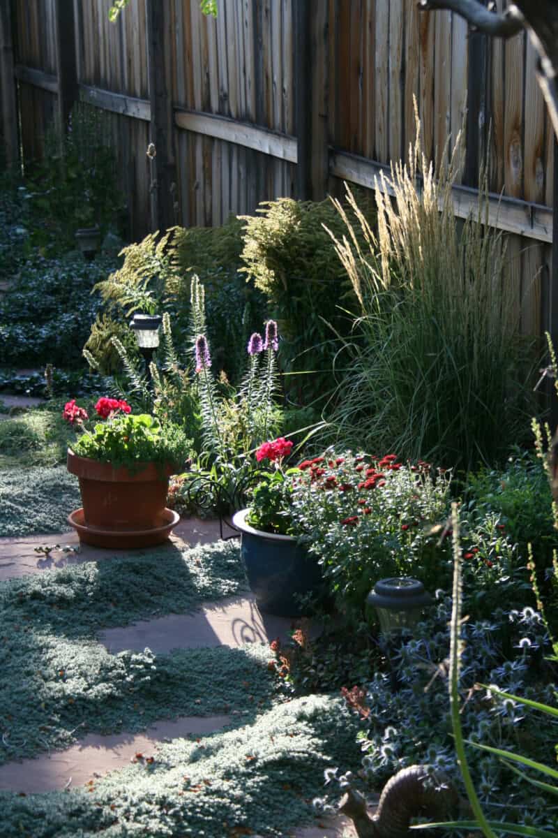 Colorado Xeriscape Garden Examples - Longmont Ledger