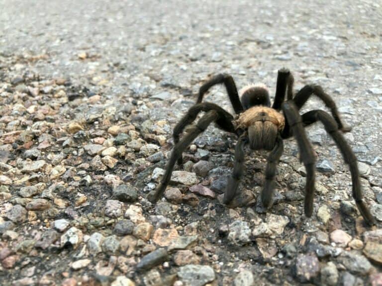 La Junta Tarantula Fest - Southeast Colorado Tarantula Migration - Longmont Ledger