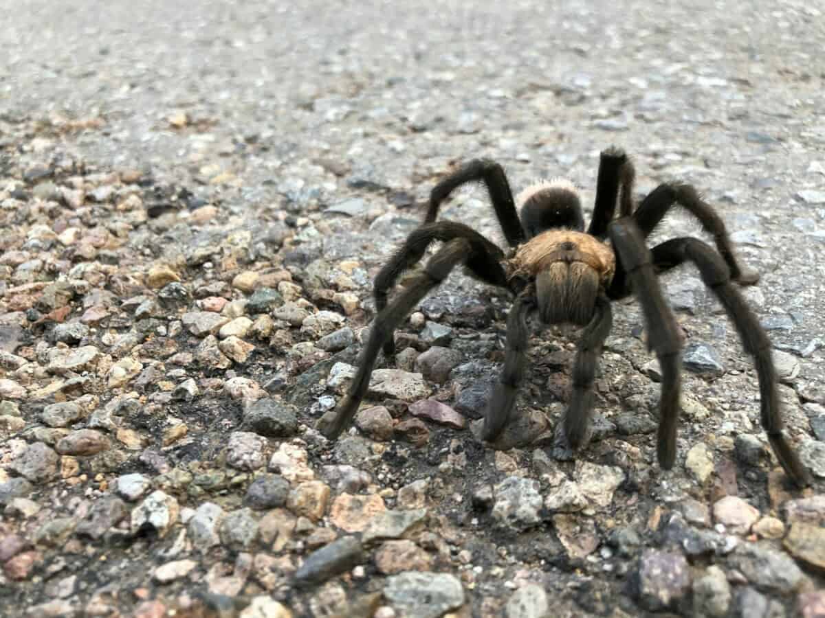La Junta Tarantula Fest - Southeast Colorado Tarantula Migration - Longmont Ledger