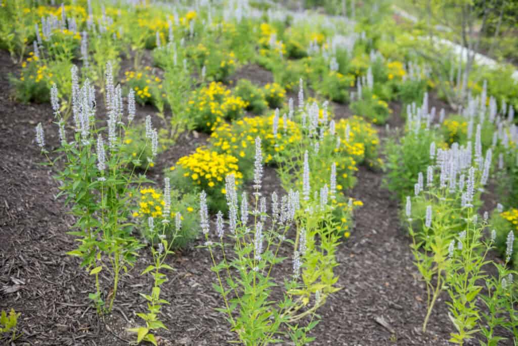 When to Plant a Xeriscape Garden - Colorado Xeriscape Plants - Longmont Ledger