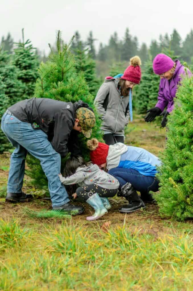Christmas Tree Farm-Boulder Tree Farm-Longmont Ledger