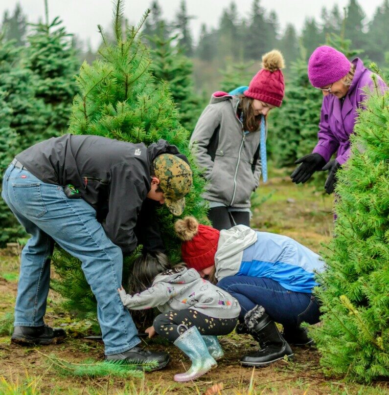 Christmas Tree Farm-Boulder Tree Farm-Longmont Ledger