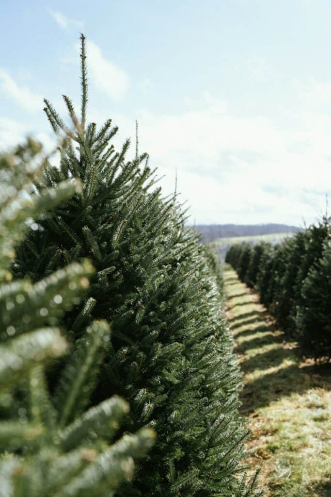 Christmas Tree Farm-Christmas Tree Farm Colorado-Longmont Ledger