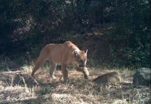 How Dangerous Are Colorado Mountain Lions - Mountain Lion Attacks in Colorado - Longmont Ledger