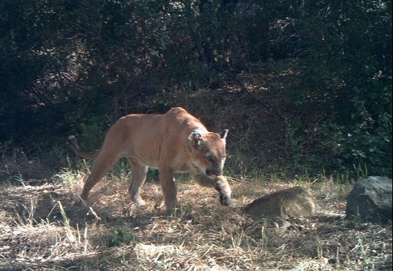 How Dangerous Are Colorado Mountain Lions - Mountain Lion Attacks in Colorado - Longmont Ledger