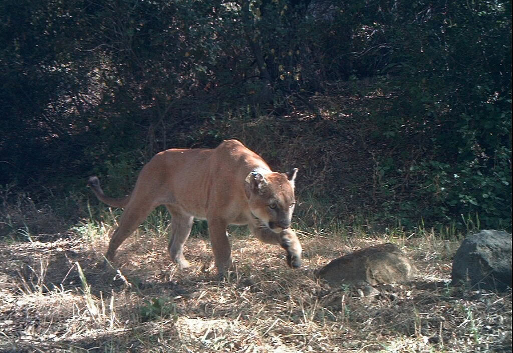 How Dangerous Are Colorado Mountain Lions - Mountain Lion Attacks in Colorado - Longmont Ledger