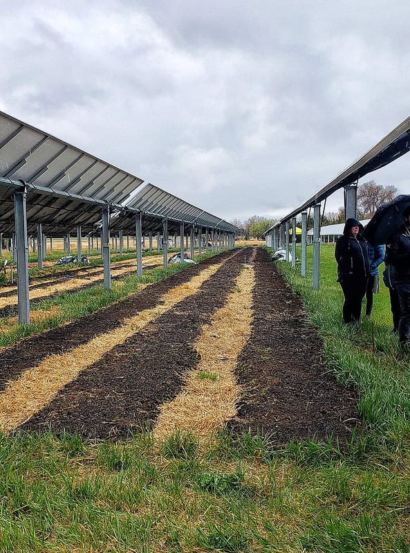 Crops Underneath Rows of Solar Panels at Jack's Solar Garden, Longmont, CO - Longmont Ledger