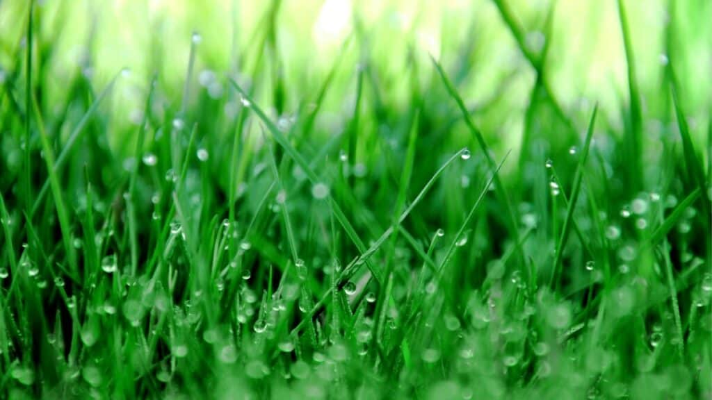 How Much to Water Your Lawn in Colorado - Longmont Ledger