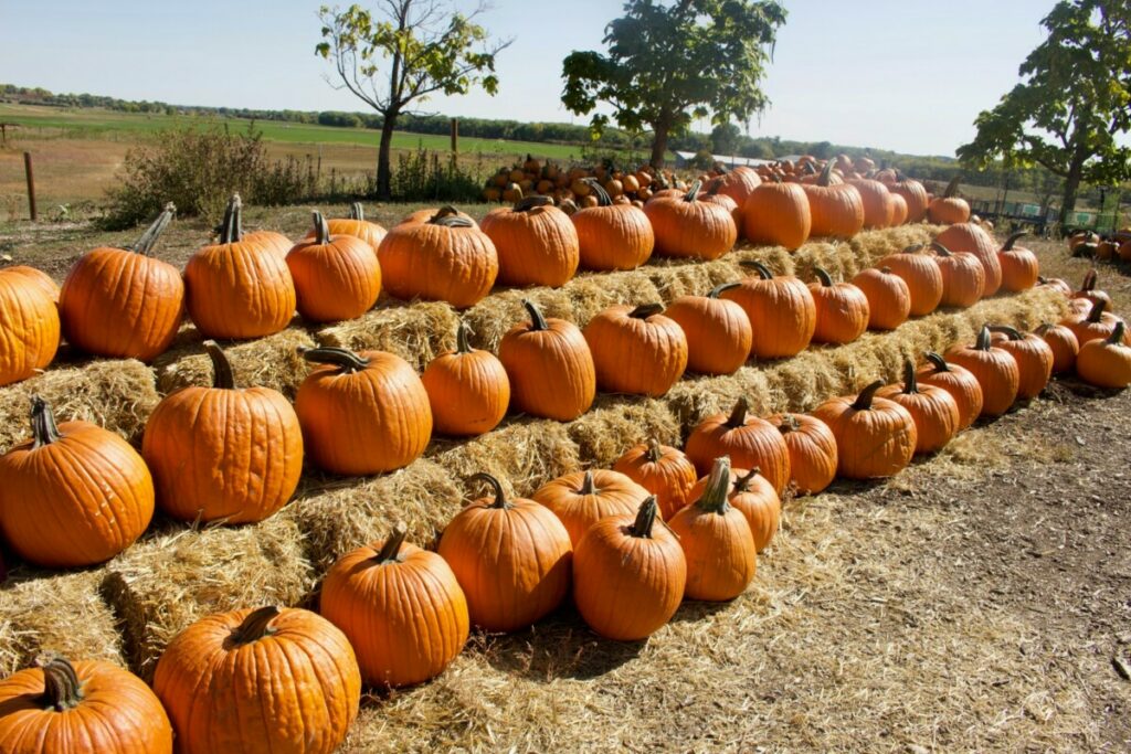 Best Pumpkin Patches and Corn Mazes Near Longmont - Fall Family Activities - Longmont Ledger