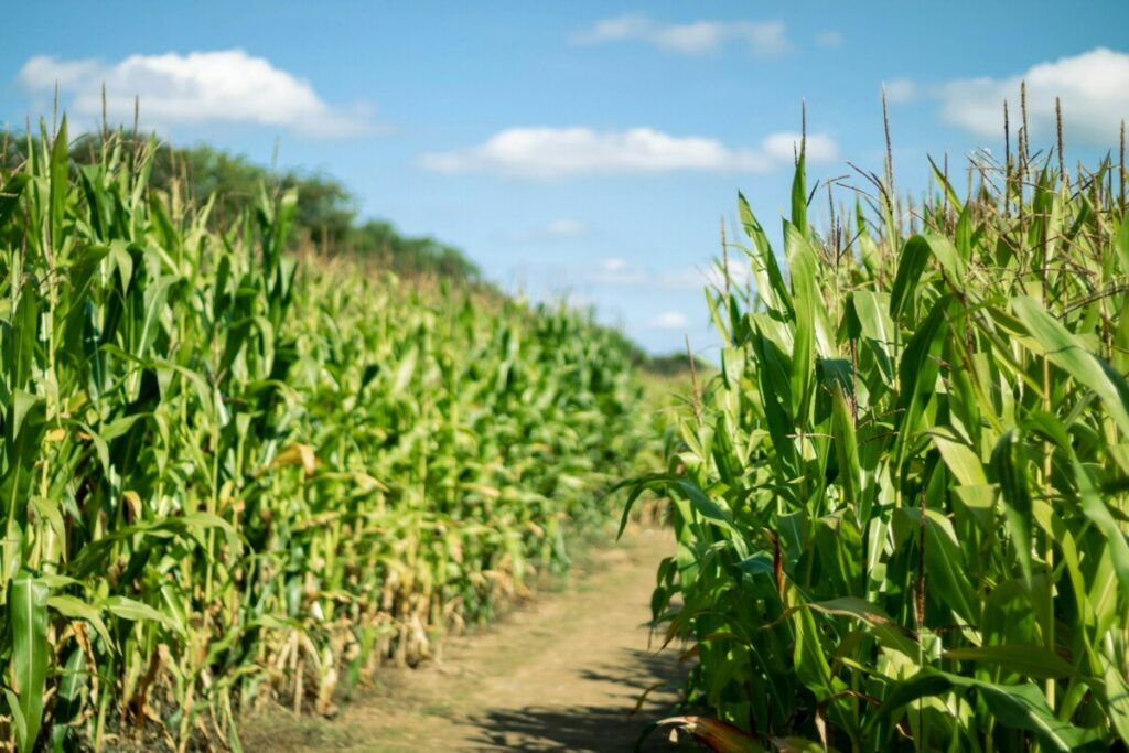 Corn Mazes Near Longmont Colorado - Longmont Ledger